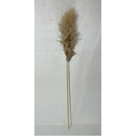 CAPIM DOS PAMPAS - HASTE