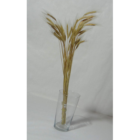 HASTE DE TRIGO - MAÇO COM 50 HASTES