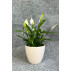 VASO GENOA MARFIM D14 A13