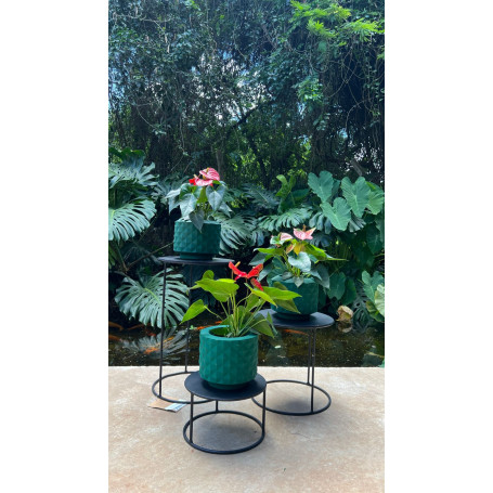 KIT 3 VASOS RECONCAVO 38 MINI VERDE E MINI ANTURIO 